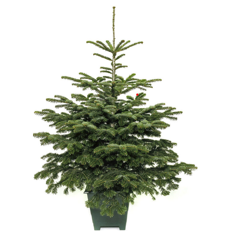 Żywa choinka w donicy jodła kaukaska 121-140 cm