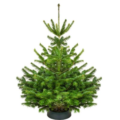 Choinka Jodła Kaukaska Cięta 101-120 cm PRIMA