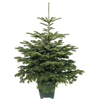 Żywa choinka w donicy jodła kaukaska 101-120 cm