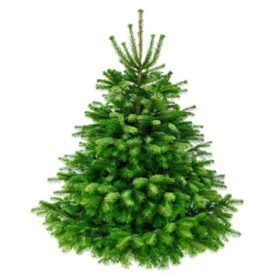 Choinka Jodła Kaukaska Cięta 161-180 cm PRIMA